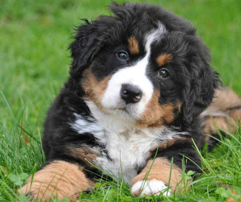 Why Single-Protein Dog Treats Are Better for Sensitive Dogs