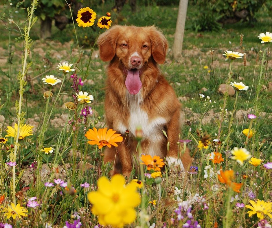 How to Choose Natural Dog Treats That Actually Support Wellness