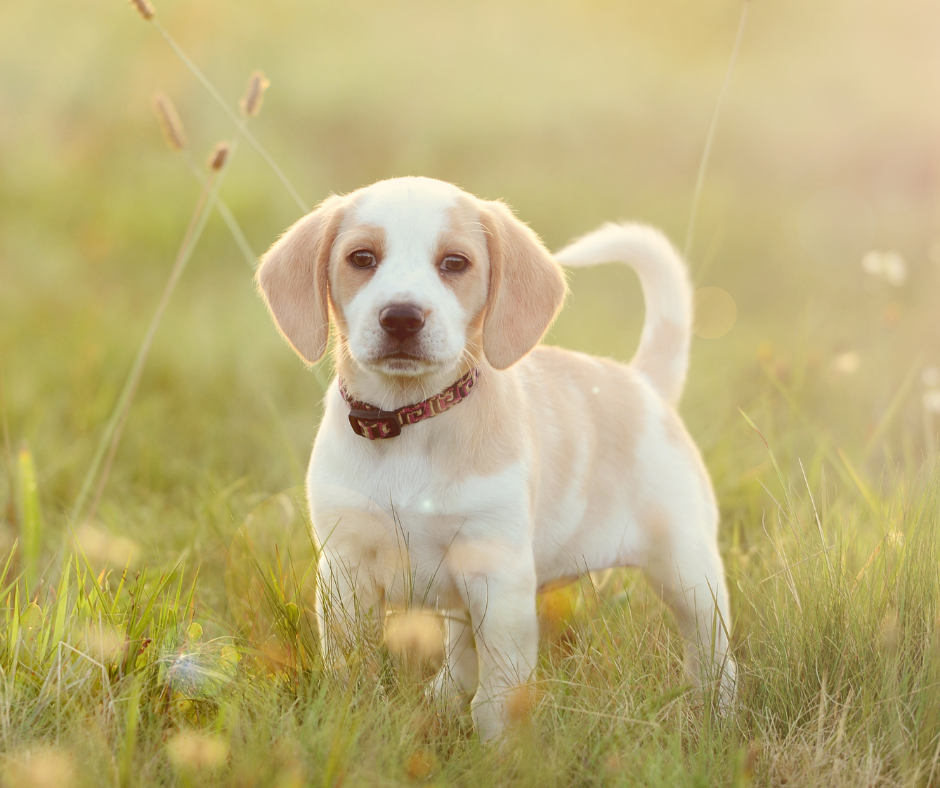 The Best Dog Treats for Allergies: What to Avoid and What to Choose